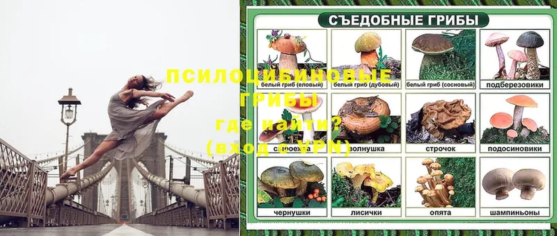 гидра tor  Богородск  Псилоцибиновые грибы Psilocybine cubensis 